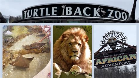 turtle back zoo turns 60|turtle back zoo.